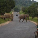 Road Trip: Sri Lanka provides amazing roadside views and sweet surprises!